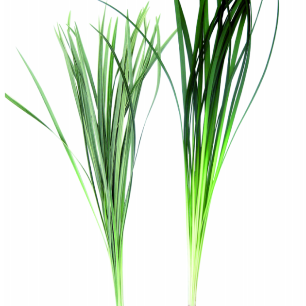 Lily Grass Green