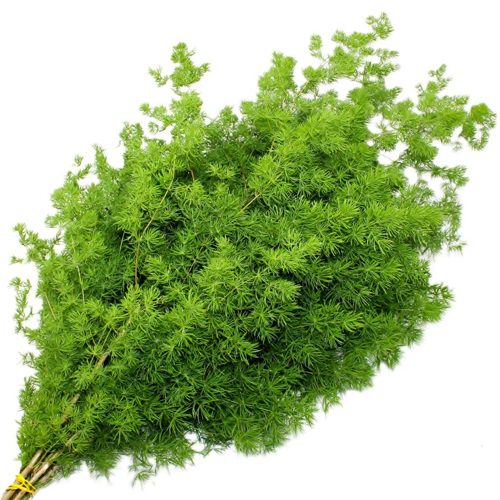 Ming Fern