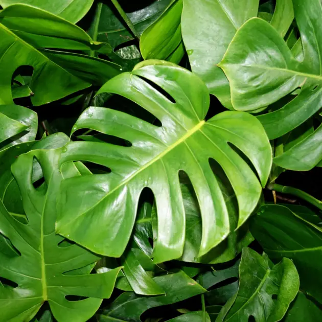 Monstera