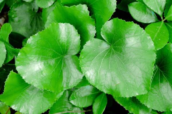 Galax Leaves