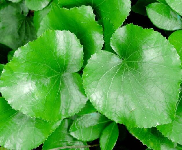 Galax Leaves