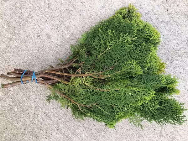 Gold Tip Cedar
