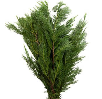 Leyland Cypress Green