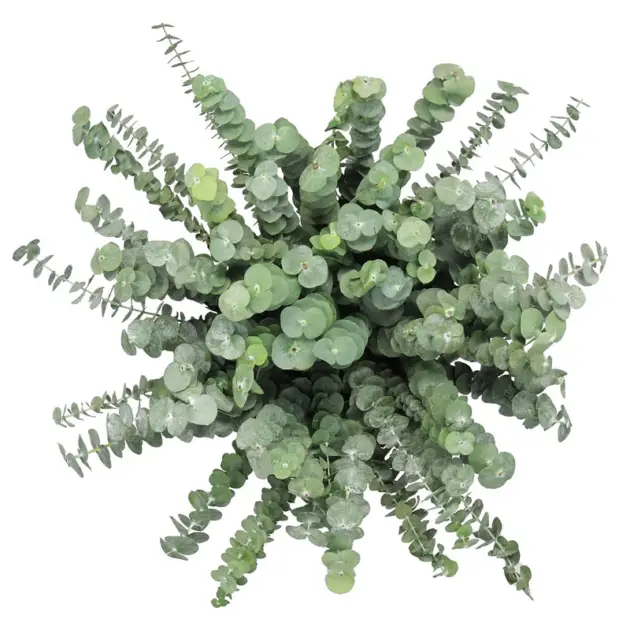 Baby Eucalyptus