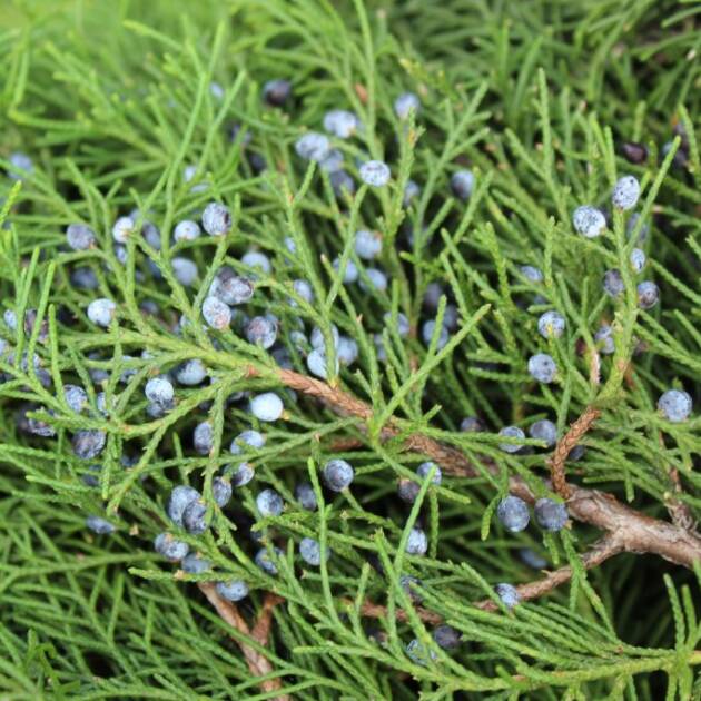 Blueberry Cedar