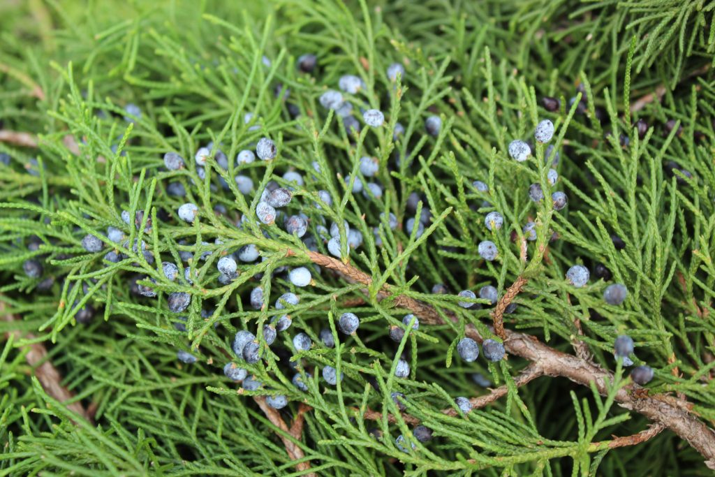 Blueberry Cedar