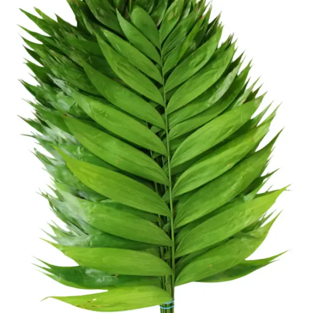Emerald Palm