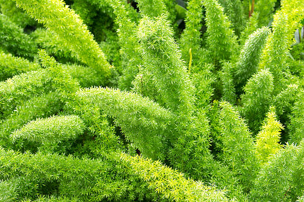 Foxtail Fern