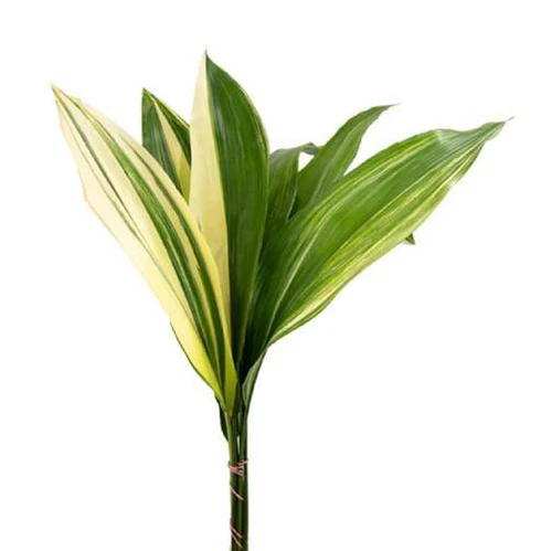 Variegated Aspidistra