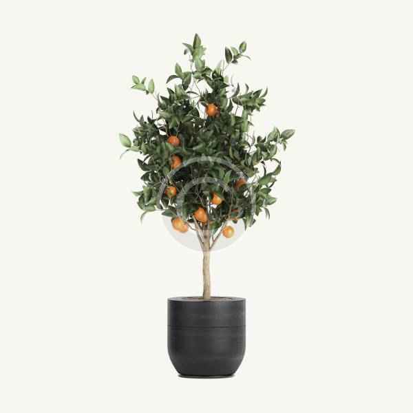 Leatherleaf - Image 4