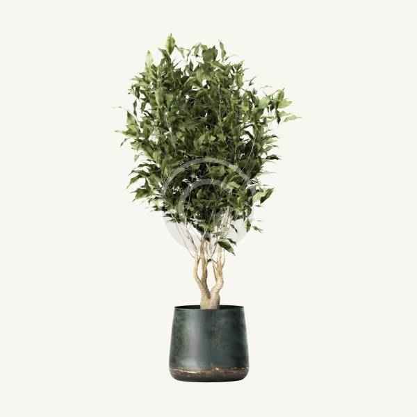 Leatherleaf - Image 3
