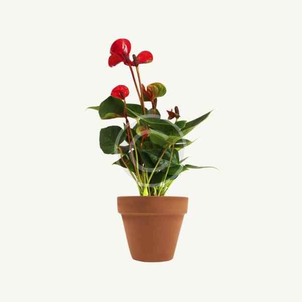 Leatherleaf - Image 5