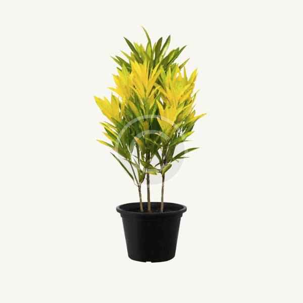Leatherleaf - Image 2