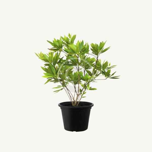 Leatherleaf - Image 7