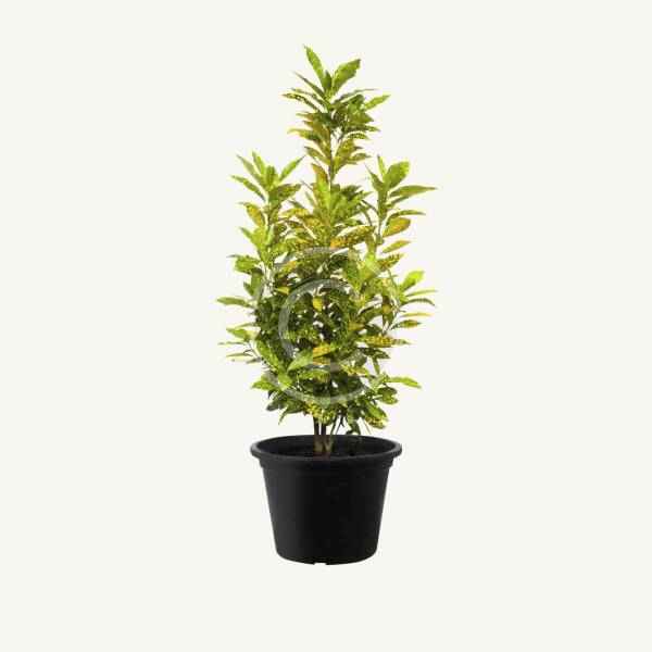 Leatherleaf - Image 8