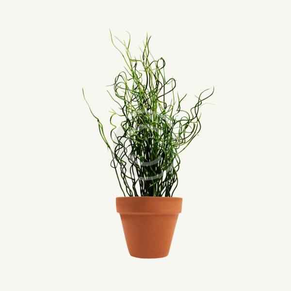 Leatherleaf - Image 6