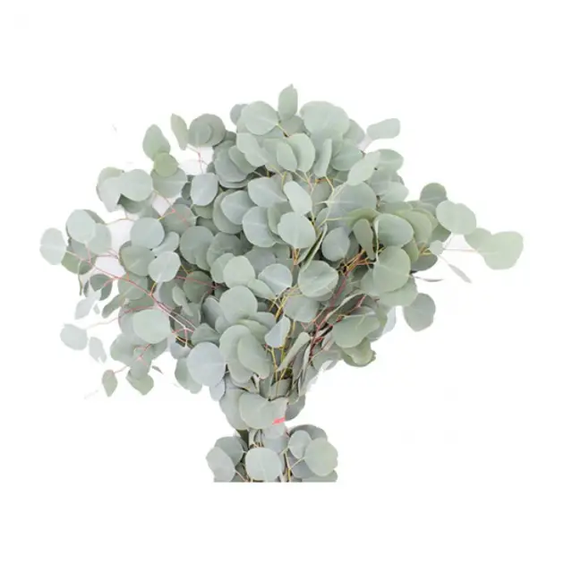 Silver Dollar Eucalyptus