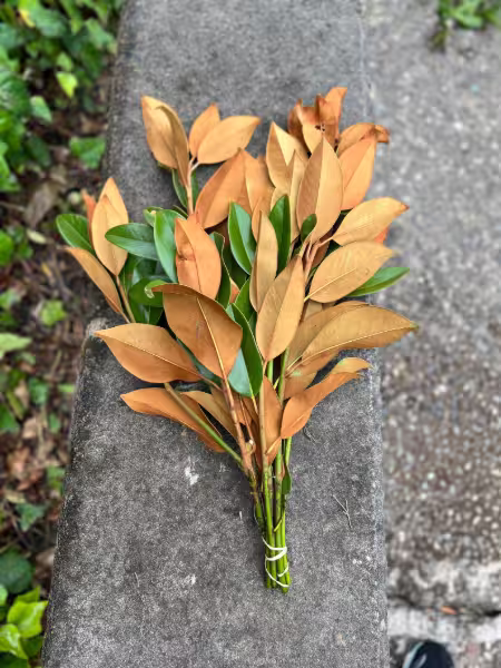 Magnolia Leaves
