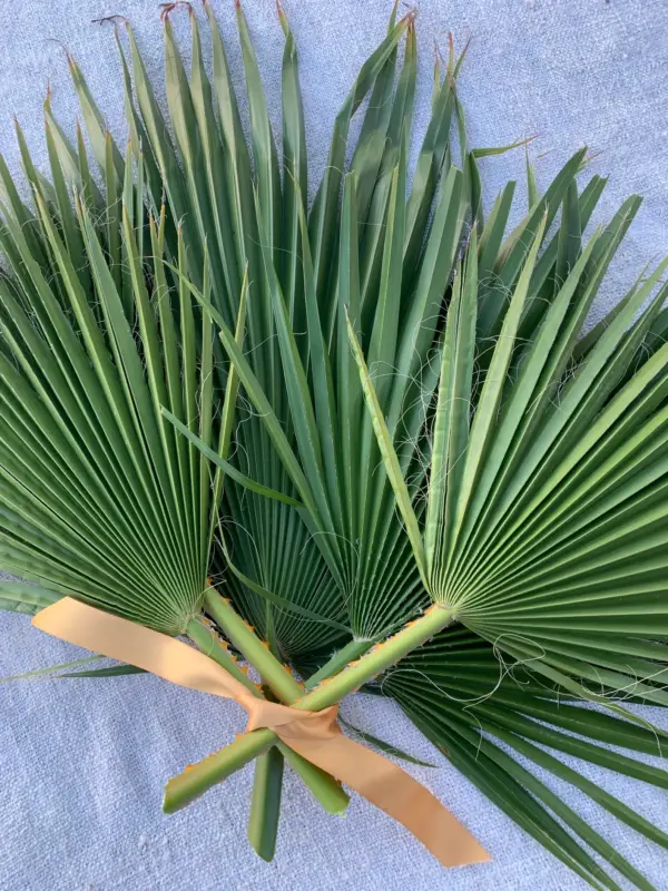 Palmetto Fern