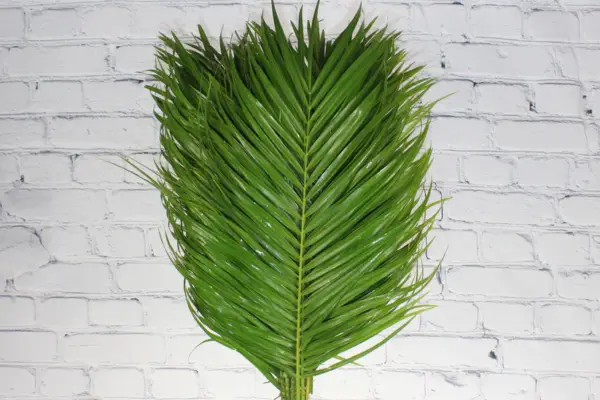 Robellini Palm