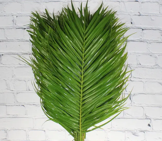 Robellini Palm