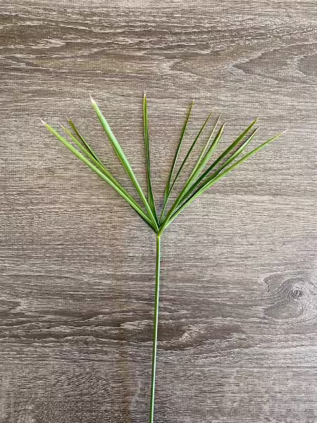 Umbrella Palm