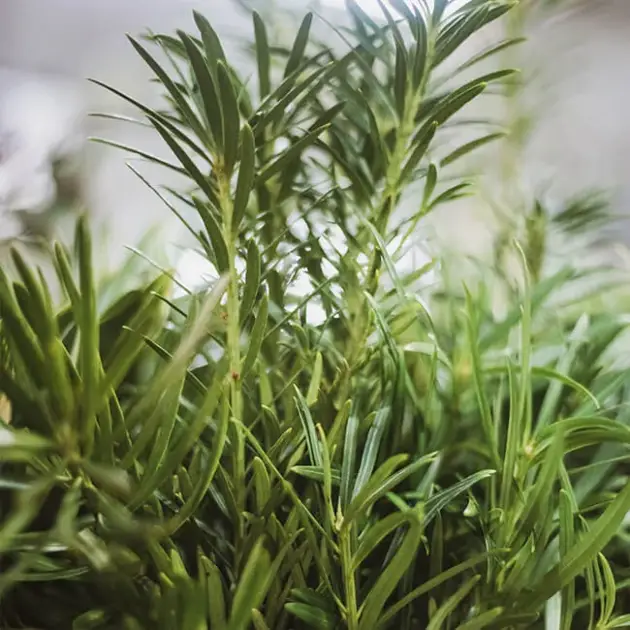 Weeping Podocarpus