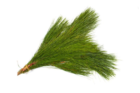 Pine Long Needle