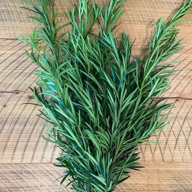 Podocarpus