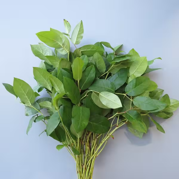 Salal Tips