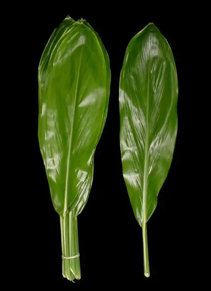 Ti Leaf Green